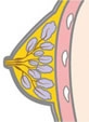 後期の乳腺